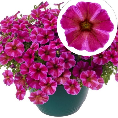 Petunia atkinsiana 'BeautiCal® Rose Star' - Petuunia 'BeautiCal® Rose Star' P9/0,55L